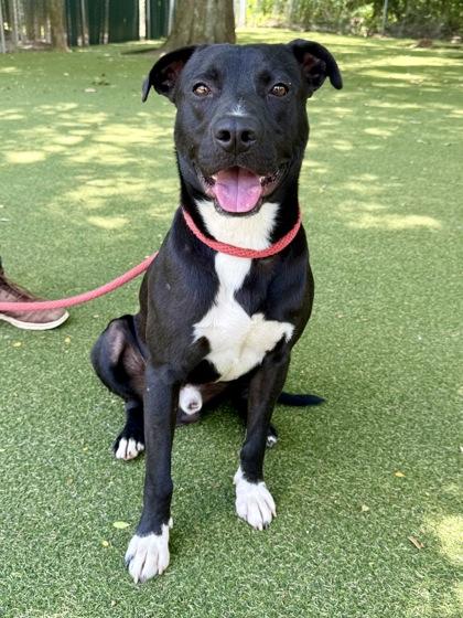 Charming, Adoptable, Adult Male Terrier & Mixed Breed.