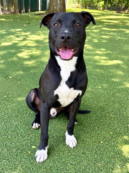 Enlarge Charming, a Adoptable mixed breed in Picayune, MS image 2/3