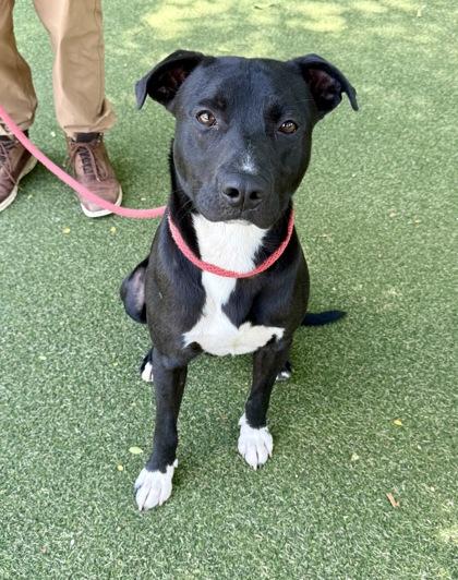 Charming, a Adoptable mixed breed in Picayune, MS image 2/3