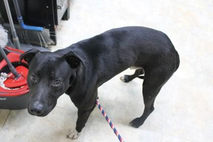 Charming, a Adoptable mixed breed in Picayune, MS image 3/3