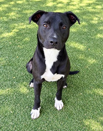 Enlarge Charming, a Adoptable mixed breed in Picayune, MS image 3/3