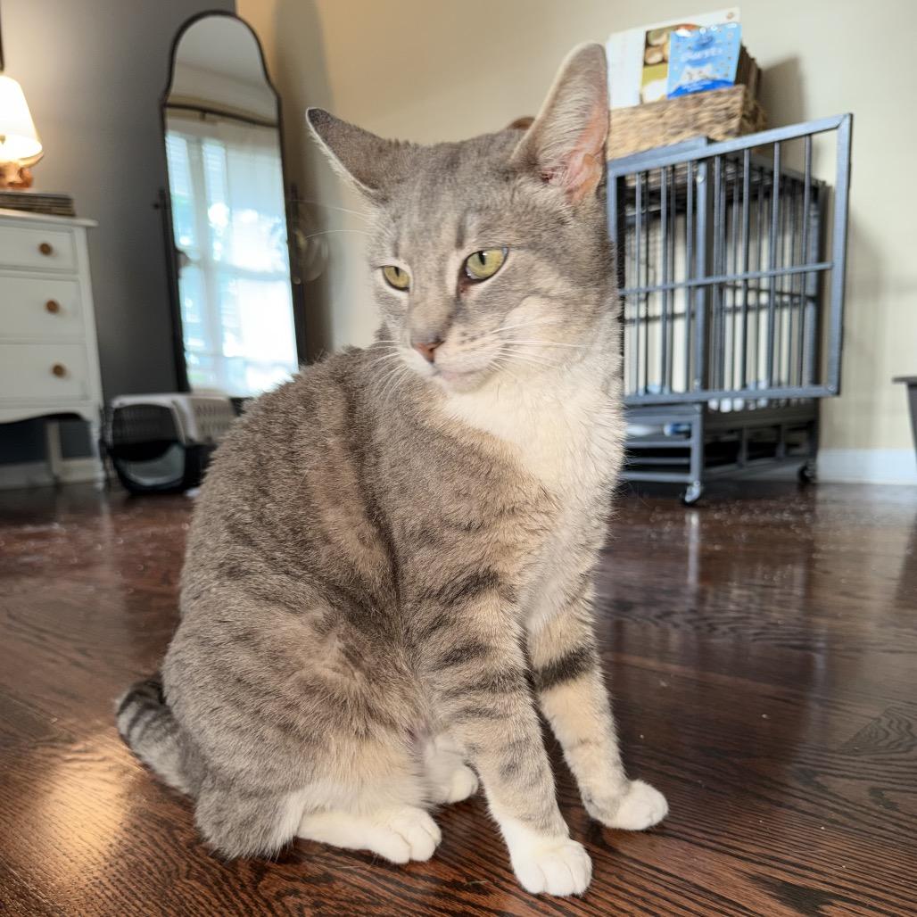 Roxy, a Adoptable Domestic Short Hair in Hedgesville, WV image 1/6