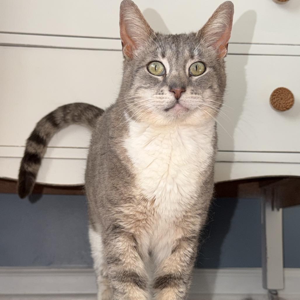 Roxy, a Adoptable Domestic Short Hair in Hedgesville, WV image 2/6