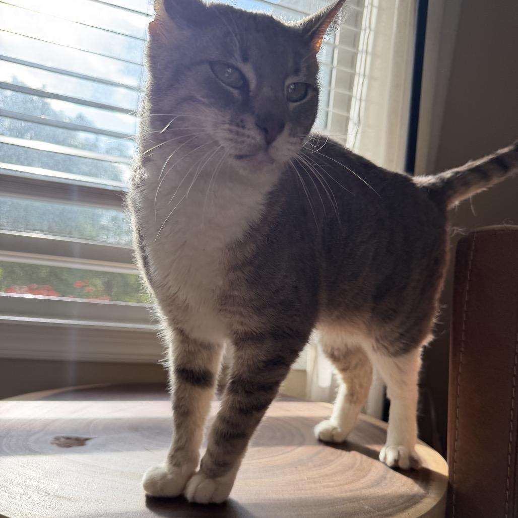 Roxy, a Adoptable Domestic Short Hair in Hedgesville, WV image 3/6