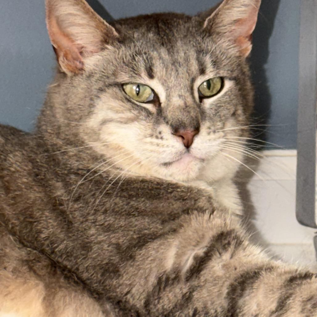 Roxy, a Adoptable Domestic Short Hair in Hedgesville, WV image 4/6