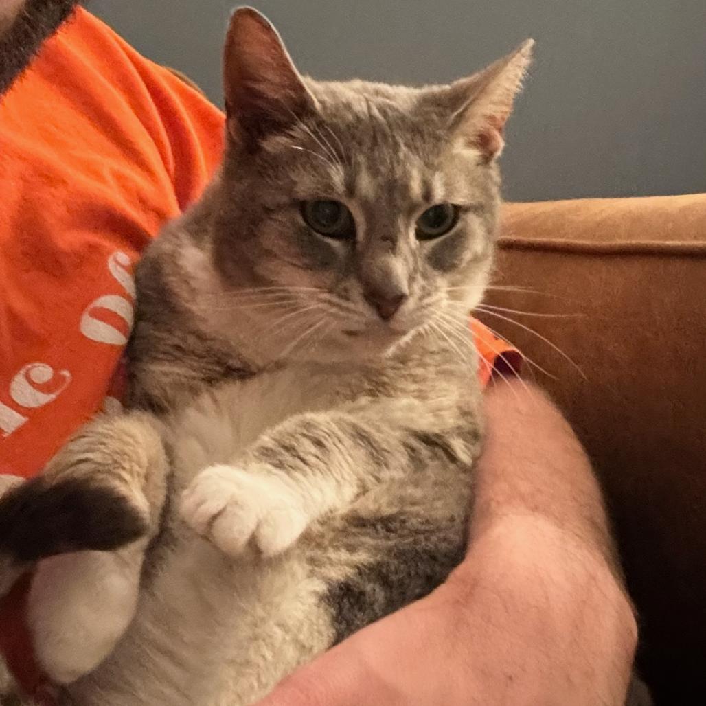 Roxy, a Adoptable Domestic Short Hair in Hedgesville, WV image 5/6