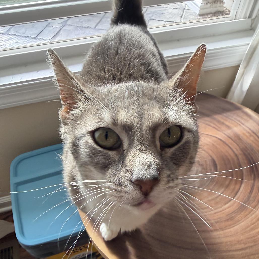 Roxy, a Adoptable Domestic Short Hair in Hedgesville, WV image 6/6