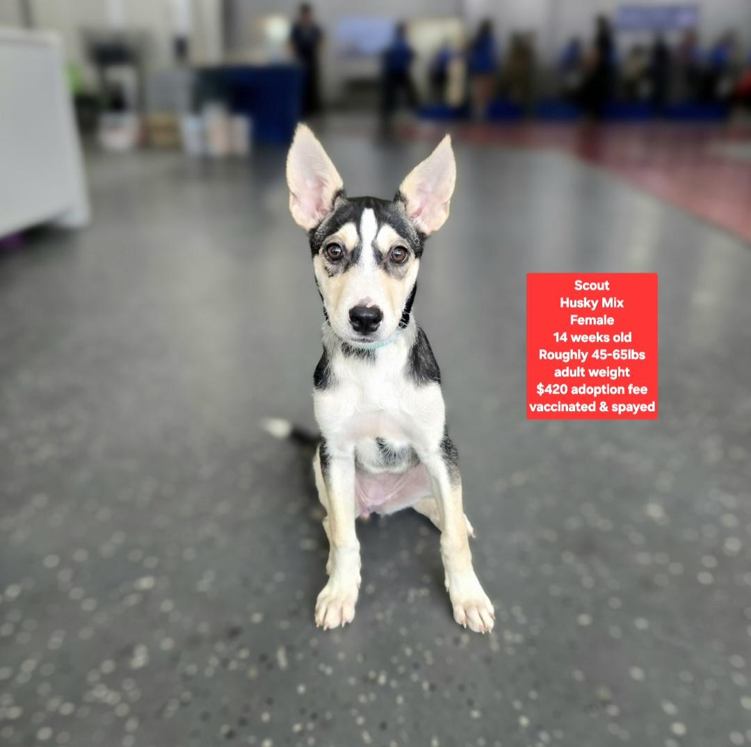 Enlarge Scout, an adopted mixed breed in Oviedo, FL image 1/1