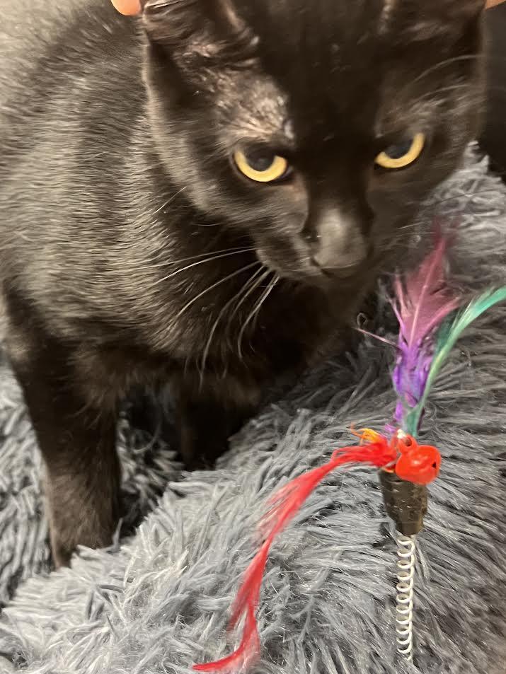 Celeste, a ADOPTABLE Domestic Short Hair in South Elgin, IL image 2/3