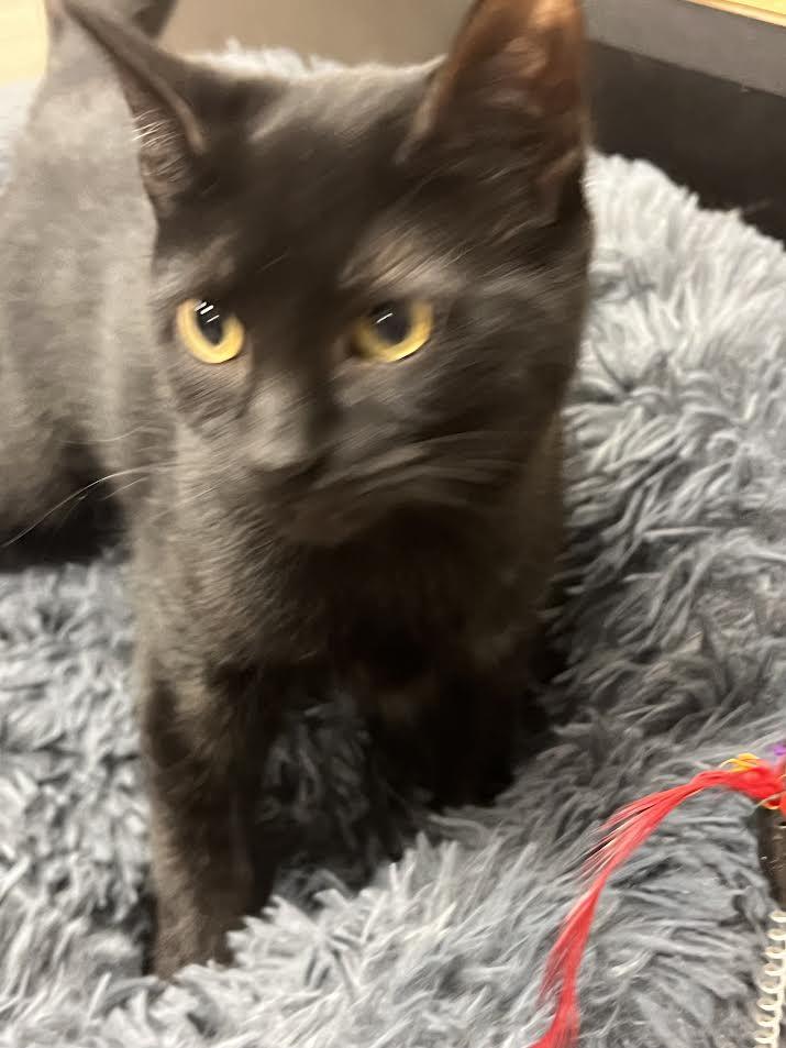 Celeste, a ADOPTABLE Domestic Short Hair in South Elgin, IL image 3/3