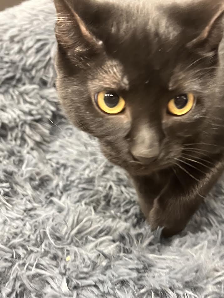 Celeste, a ADOPTABLE Domestic Short Hair in South Elgin, IL image 1/3