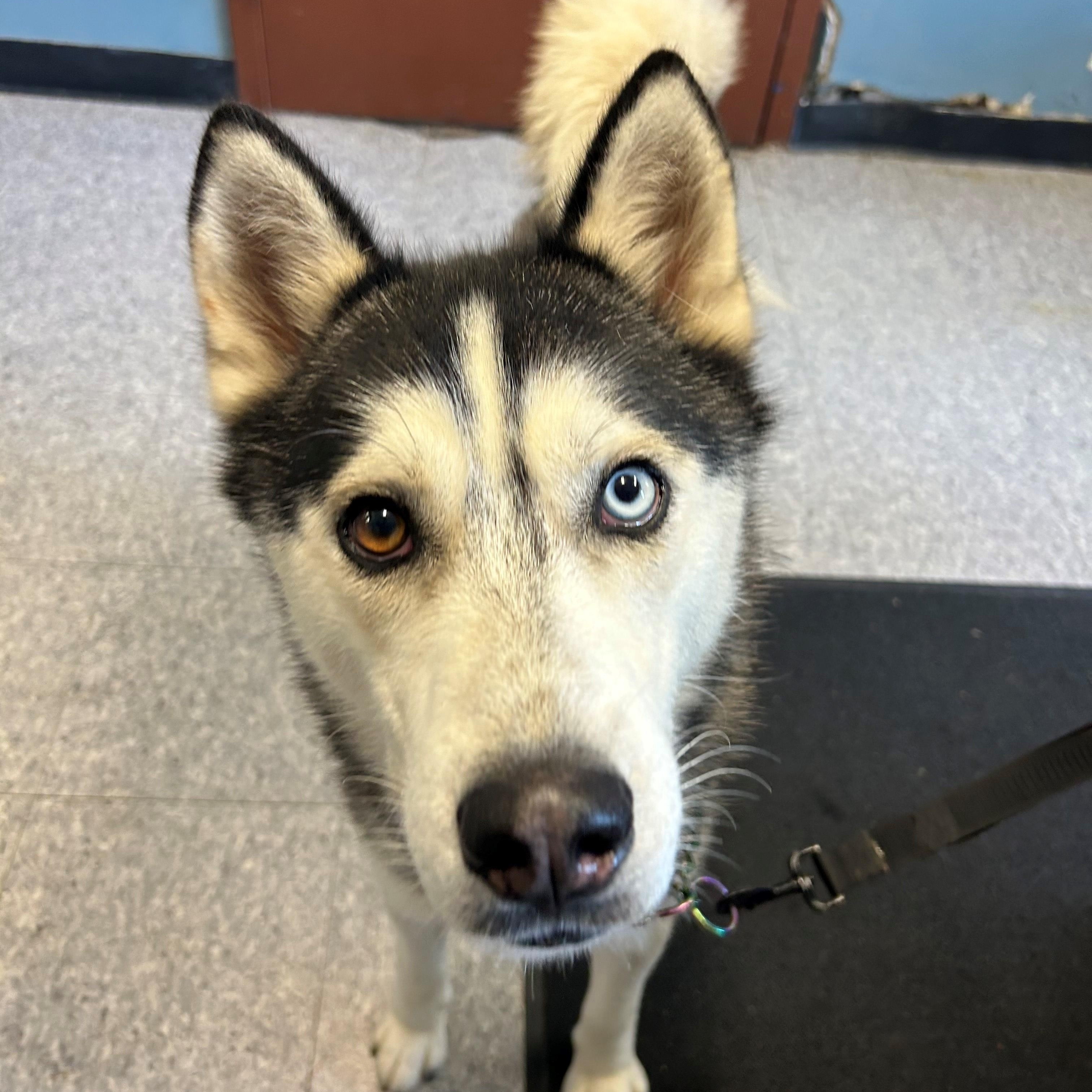 Wolfgang, a Adoptable Husky in East Northport, NY image 2/2
