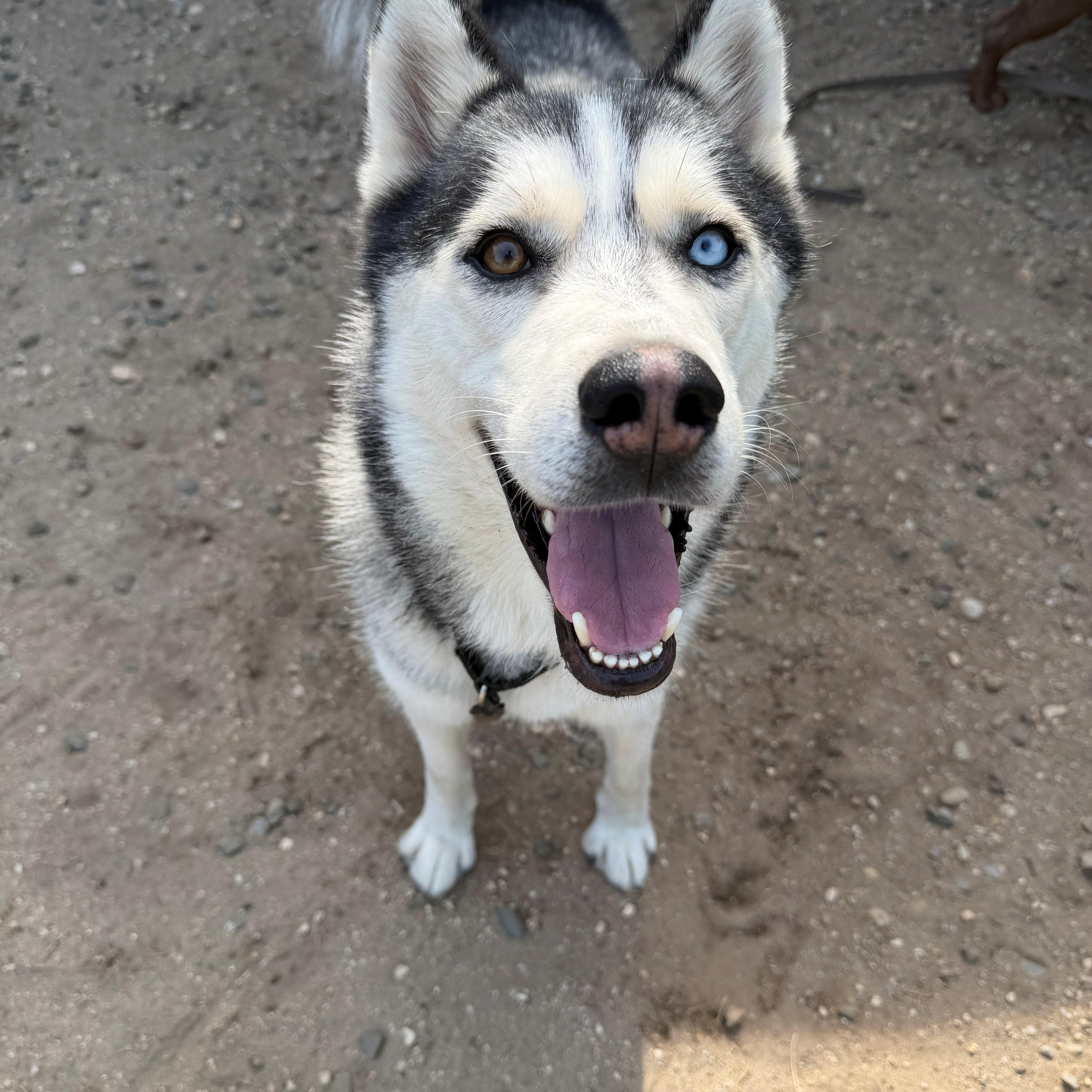 Wolfgang, Adoptable, Adult Male Husky.