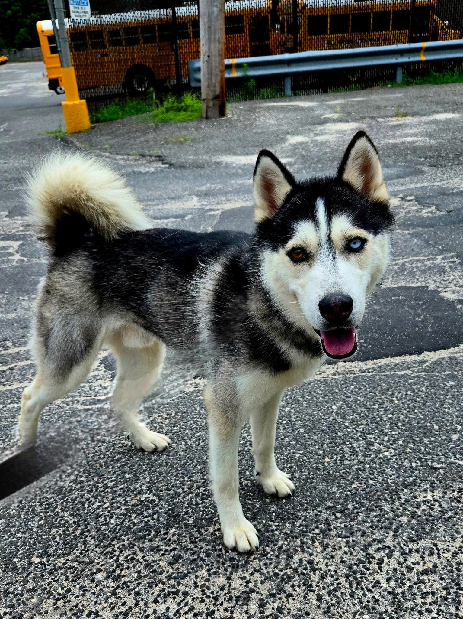 Wolfgang, a Adoptable Husky in East Northport, NY image 1/2