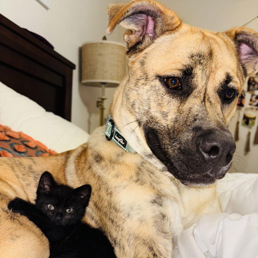 Enlarge Wally VI, a Adoptable Pit Bull Terrier in Dallas, TX image 1/3