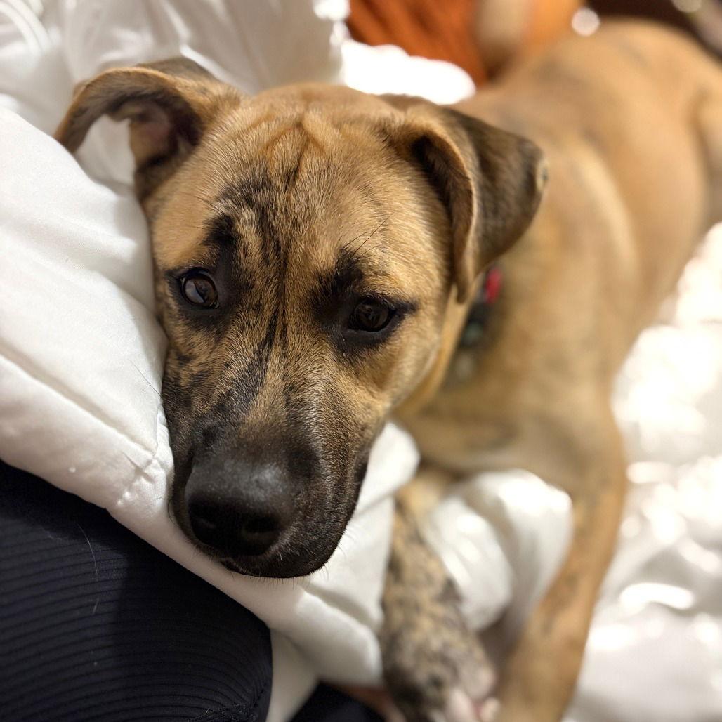 Enlarge Wally VI, a Adoptable Pit Bull Terrier in Dallas, TX image 2/3