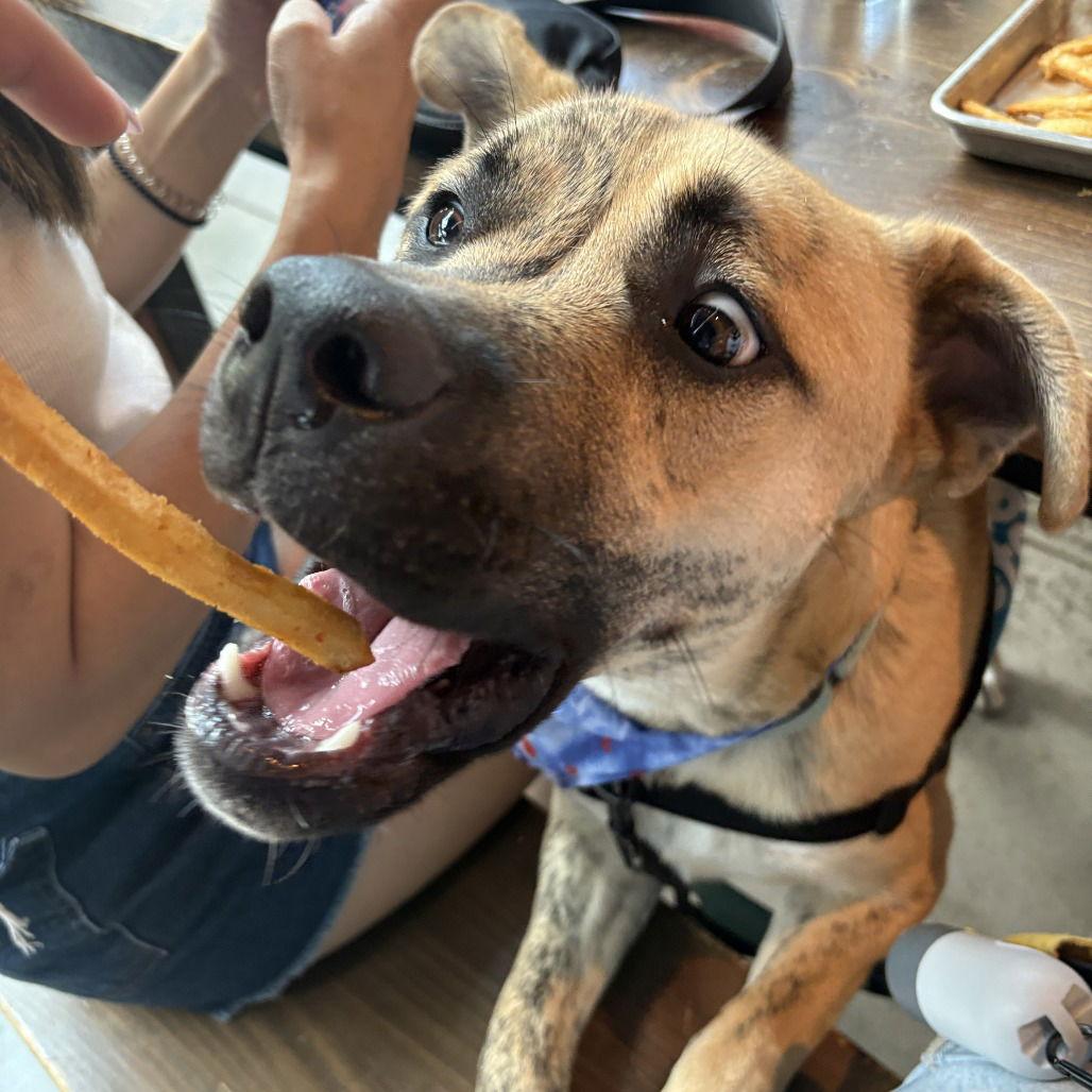 Enlarge Wally VI, a Adoptable Pit Bull Terrier in Dallas, TX image 2/3