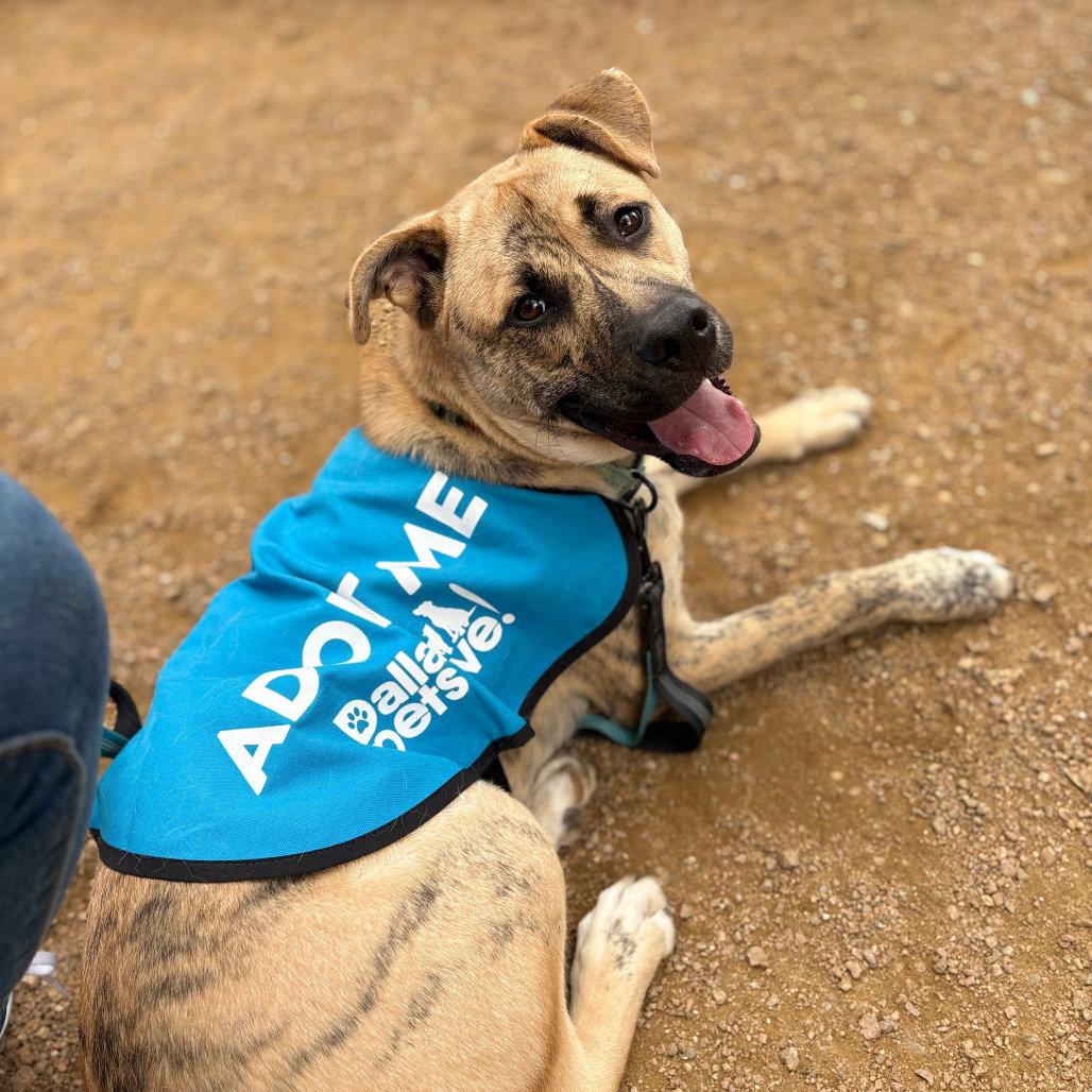 Enlarge Wally VI, a Adoptable Pit Bull Terrier in Dallas, TX image 2/3