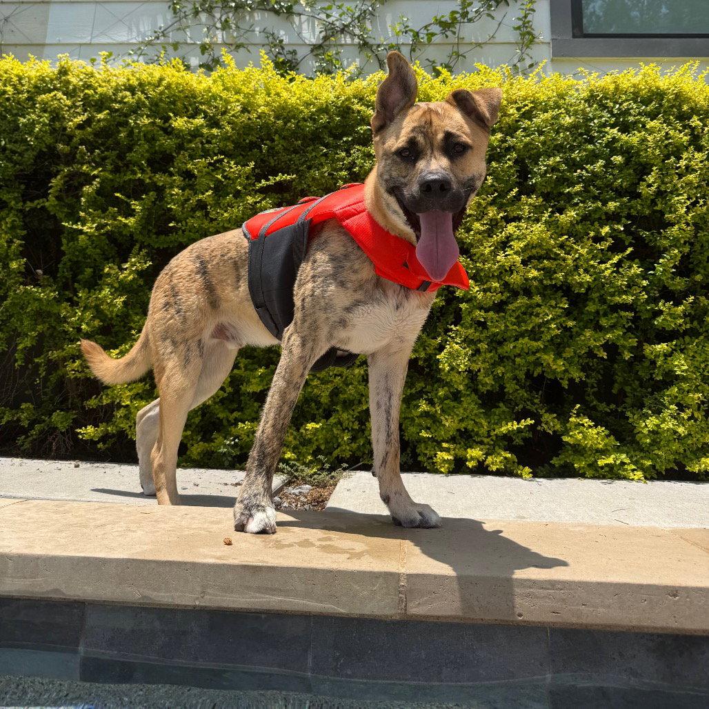 Enlarge Wally VI, a Adoptable Pit Bull Terrier in Dallas, TX image 3/3