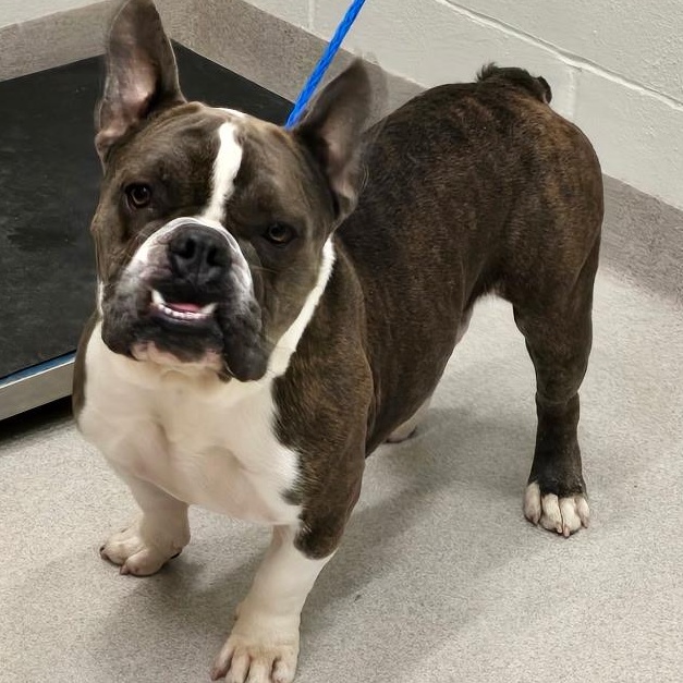 Enlarge 26-44, an adopted American Bully in Amityville, NY image 1/1