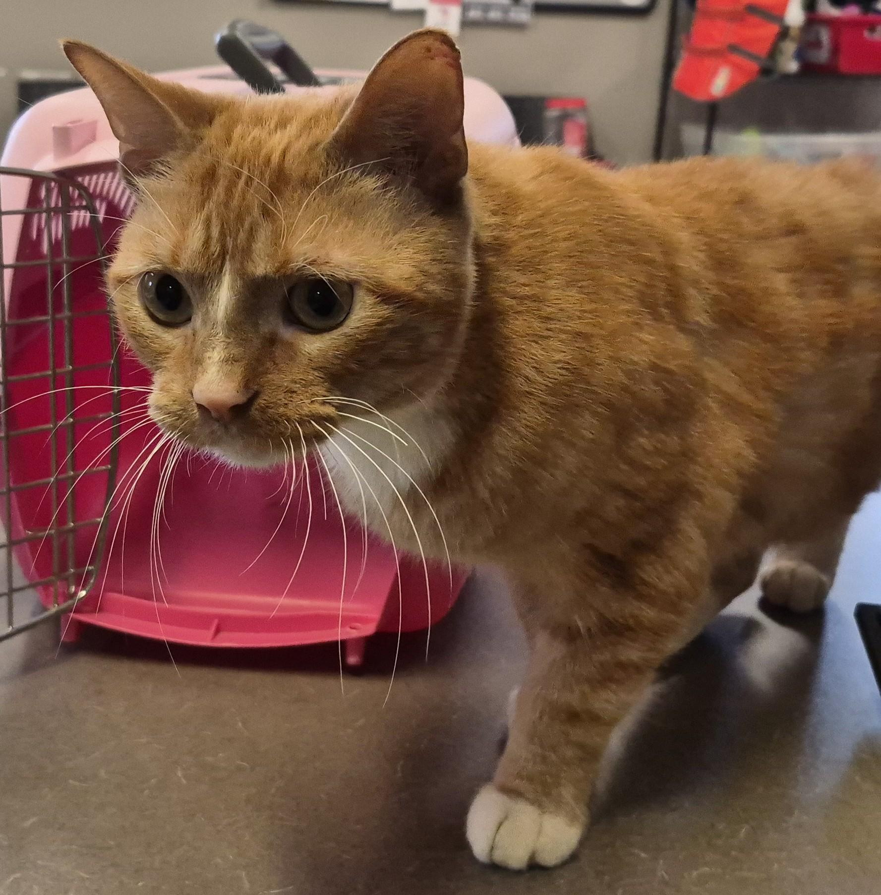 Enlarge DERBY, a Adoptable Tabby in Claremore, OK image 2/2