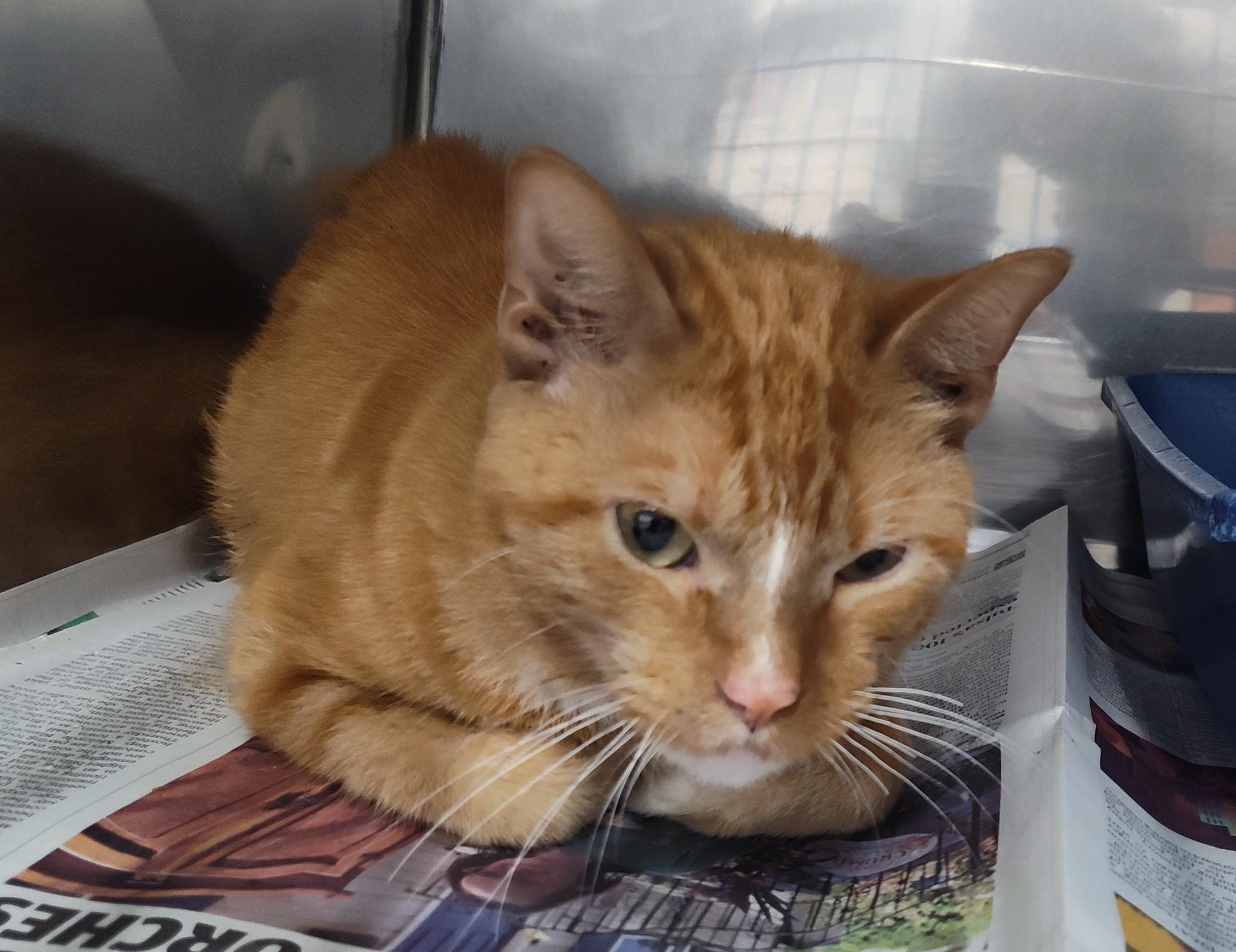 Enlarge DERBY, a Adoptable Tabby in Claremore, OK image 1/2