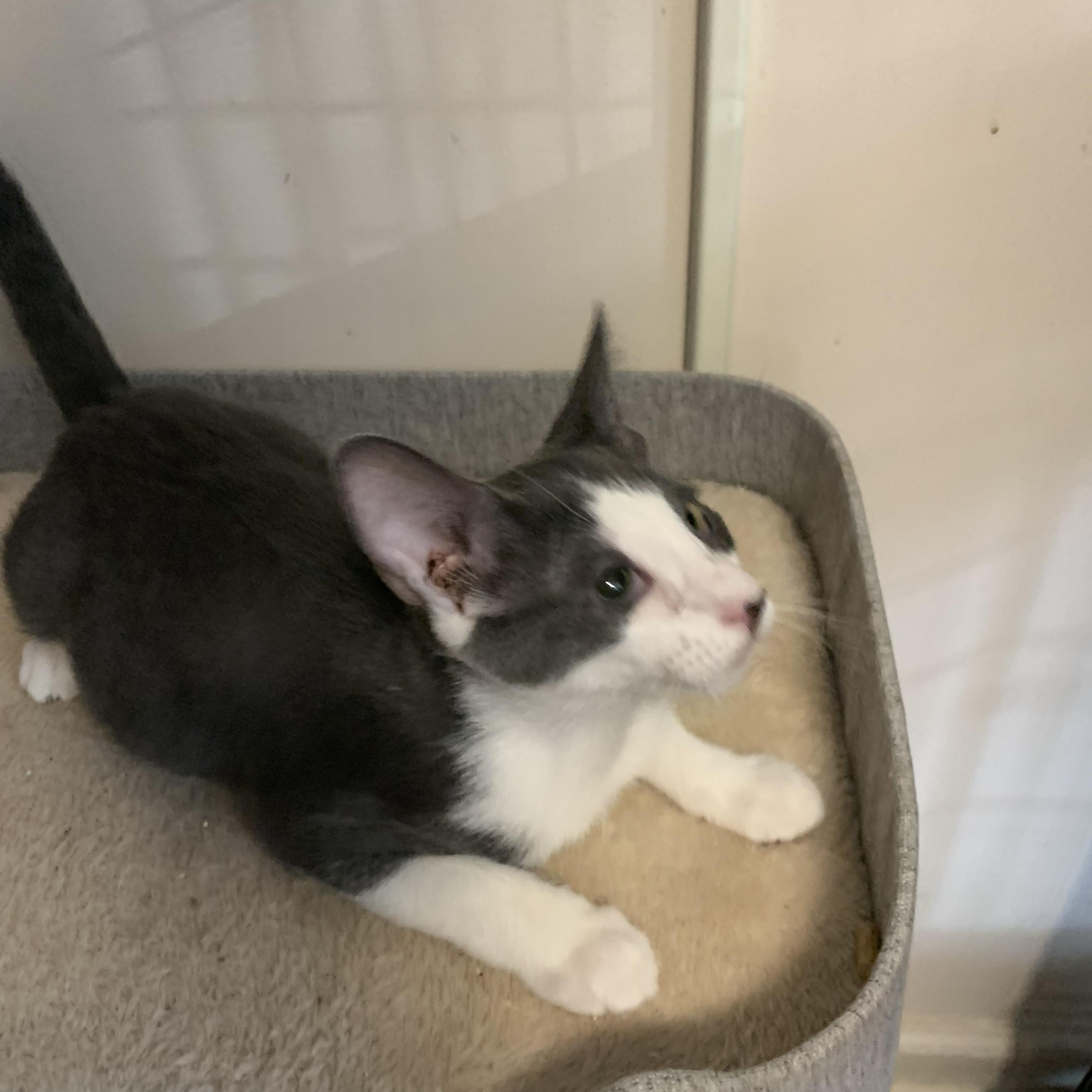 Enlarge Cedar, a Adoptable Domestic Short Hair in Brooklyn, NY image 2/4