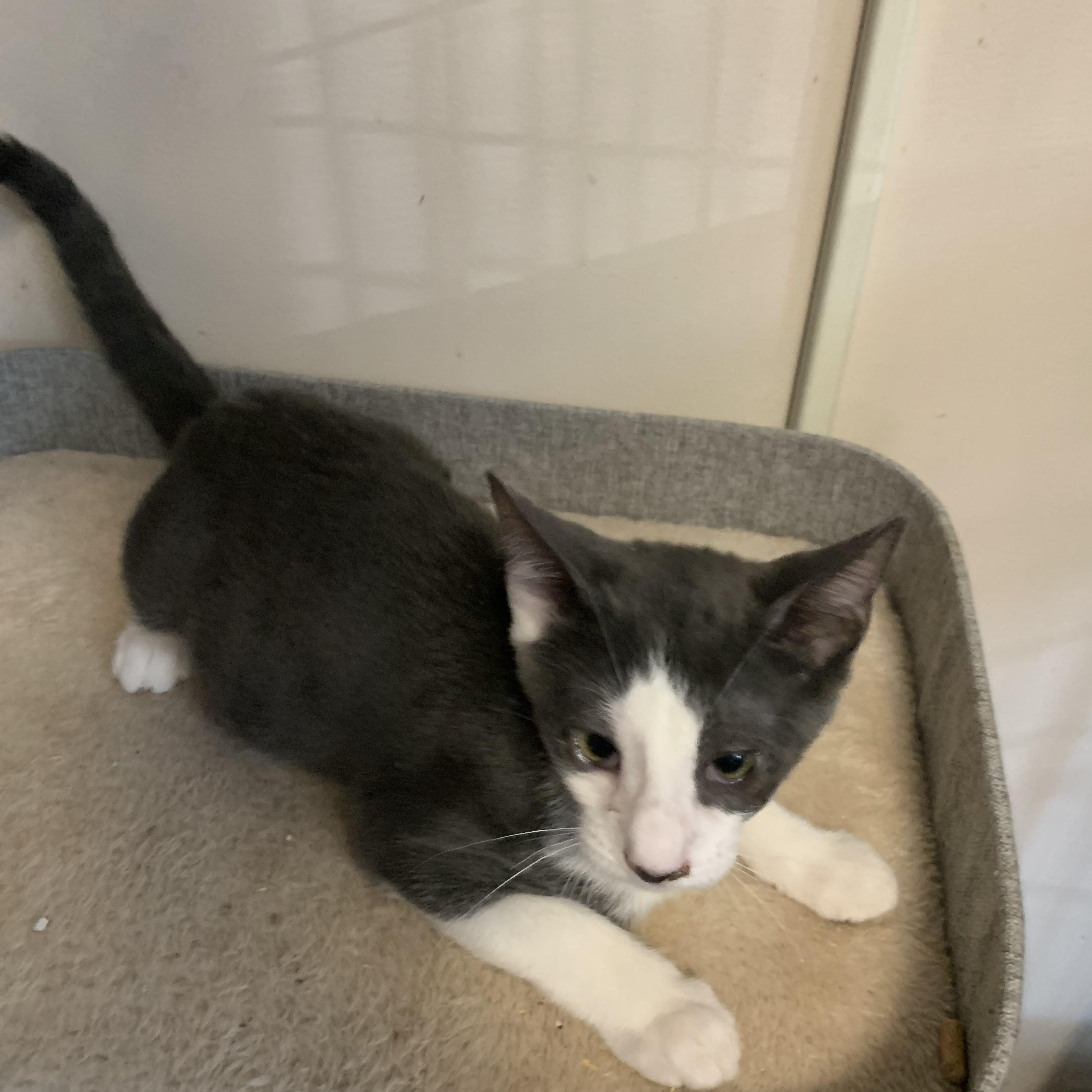 Enlarge Cedar, a Adoptable Domestic Short Hair in Brooklyn, NY image 3/4