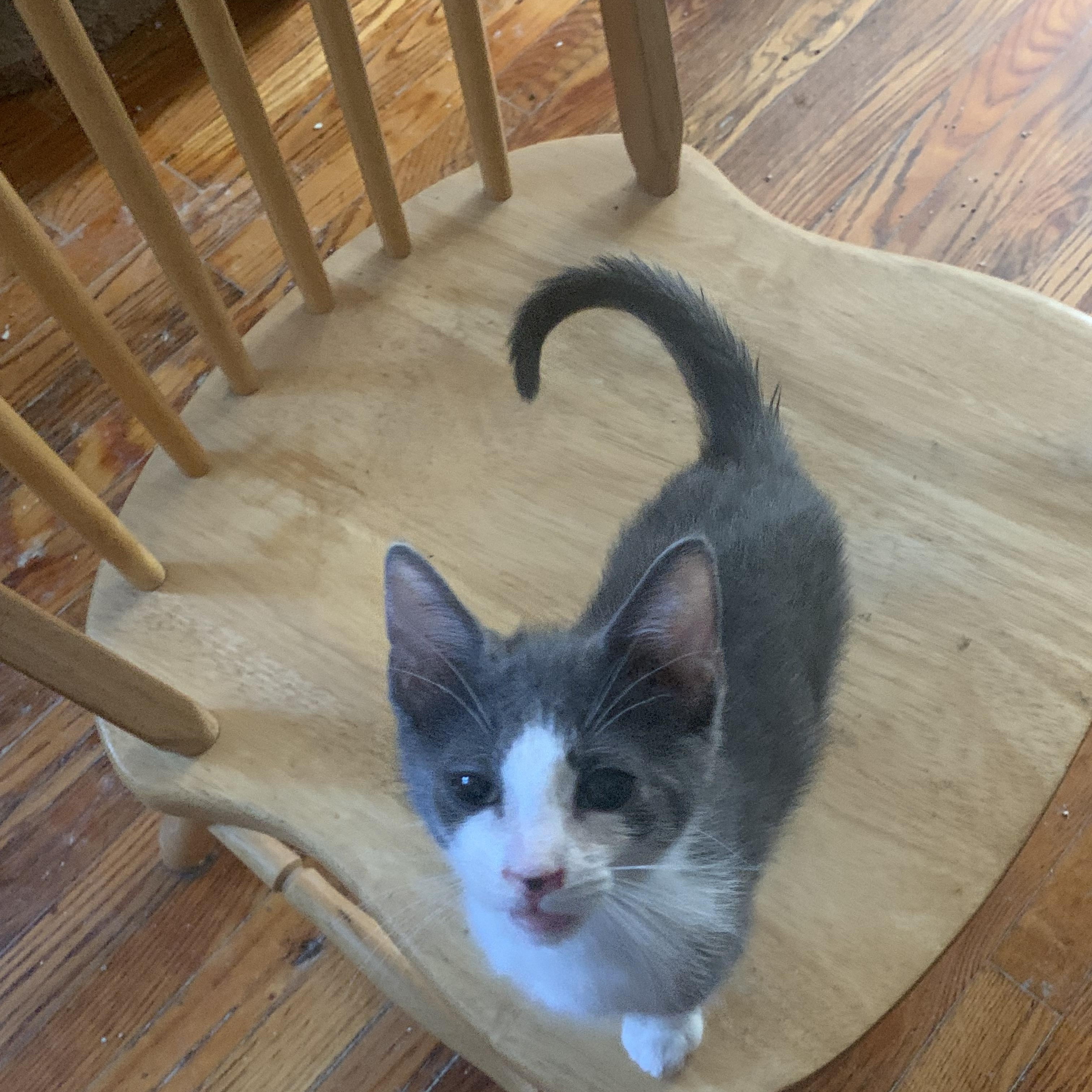 Enlarge Cedar, a Adoptable Domestic Short Hair in Brooklyn, NY image 4/4