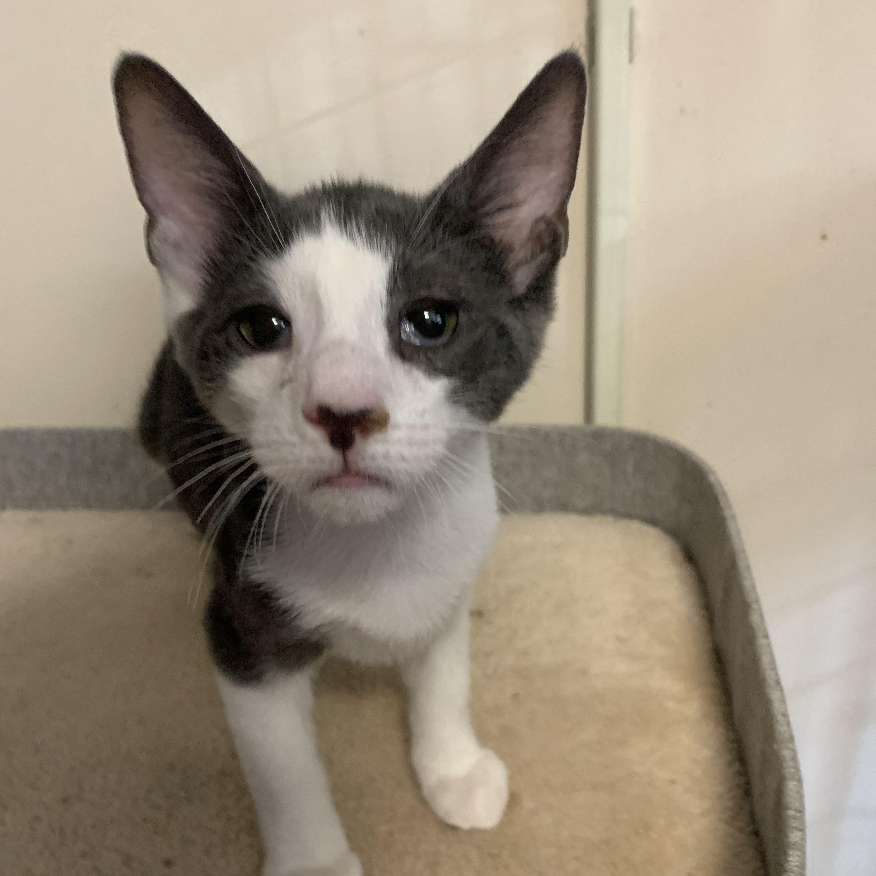 Enlarge Cedar, a Adoptable Domestic Short Hair in Brooklyn, NY image 1/4
