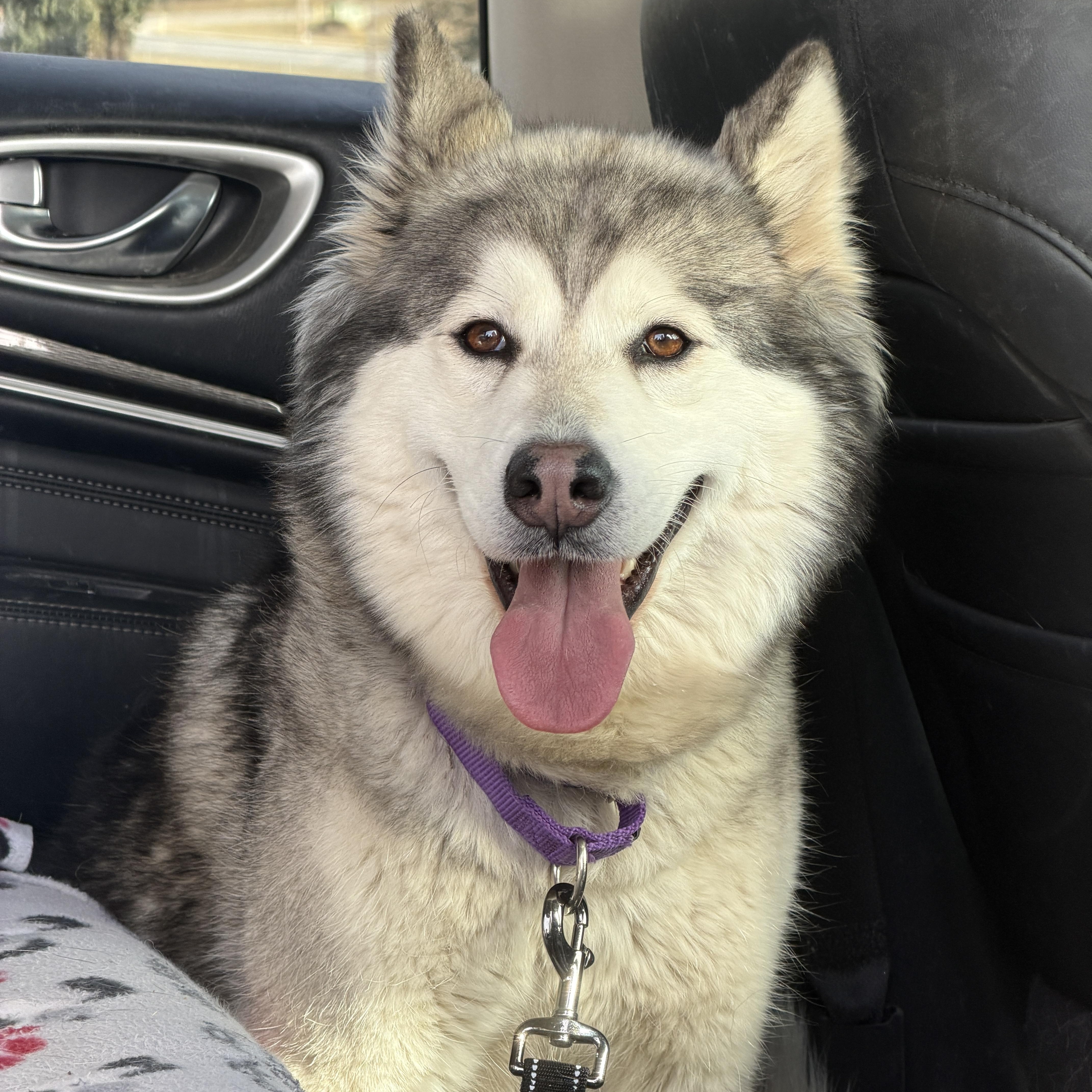 Nova, a ADOPTABLE Husky in Gaithersburg, MD image 2/4