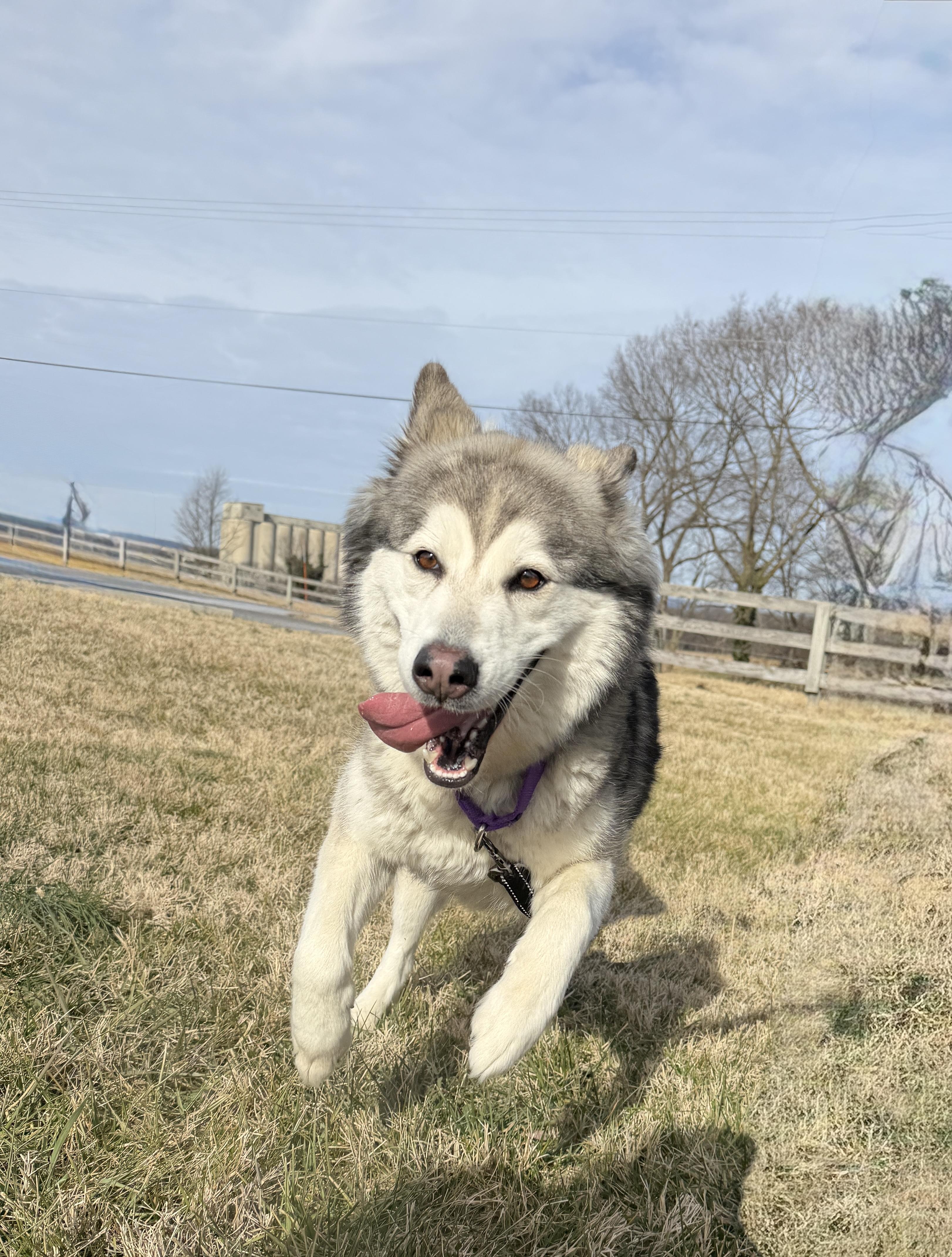 Nova, a ADOPTABLE Husky in Gaithersburg, MD image 3/4