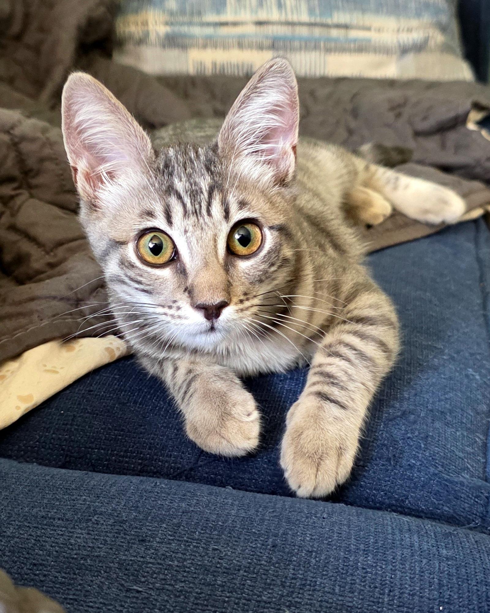 Salsa Verde, Adoptable, Kitten Female Domestic Short Hair.