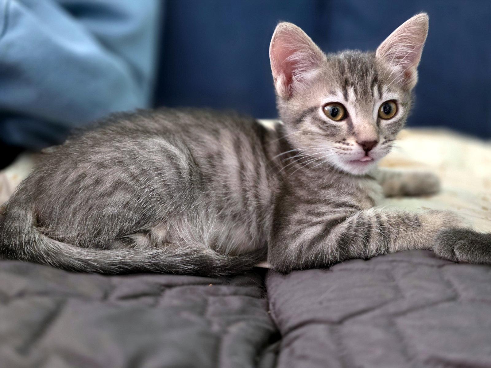 Enlarge Salsa Verde, a Adoptable Domestic Short Hair in Mission Viejo, CA image 2/3