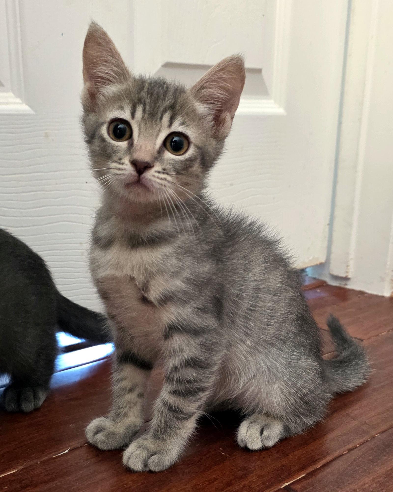Enlarge Salsa Verde, a Adoptable Domestic Short Hair in Mission Viejo, CA image 3/3