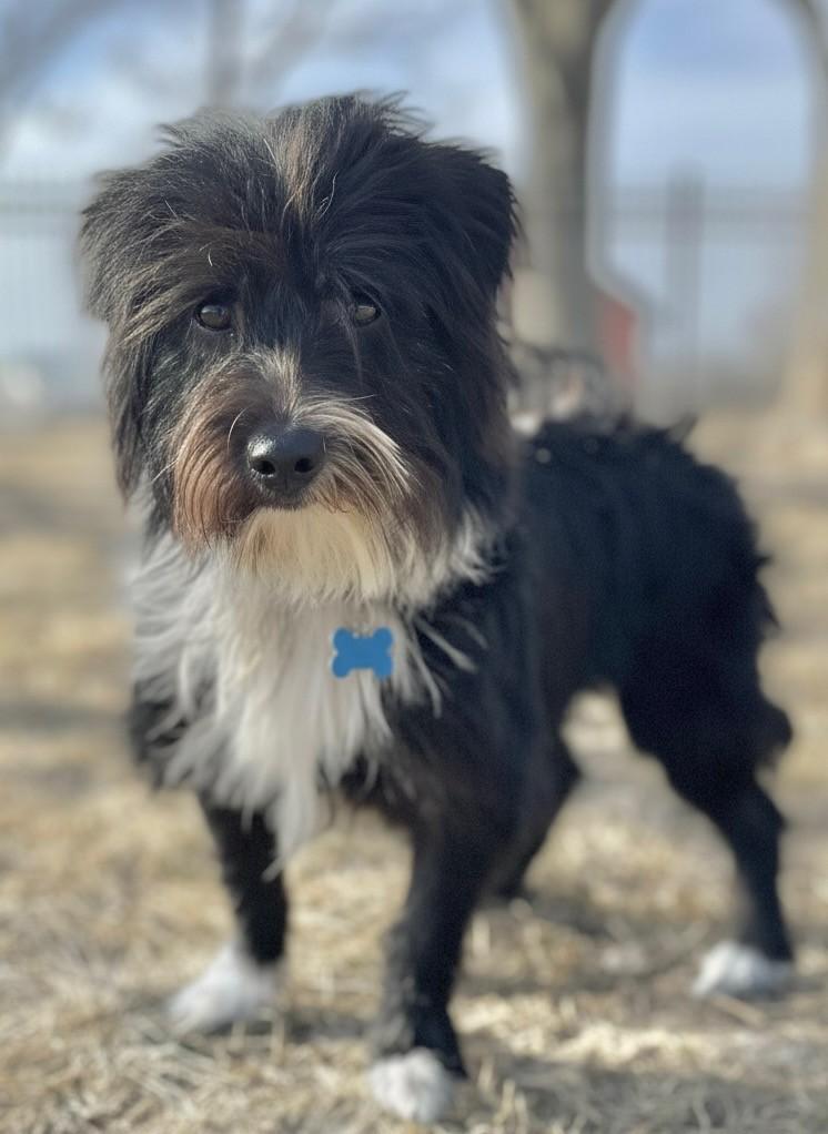 Seamus, a ADOPTABLE mixed breed in Lisbon, IA image 2/6