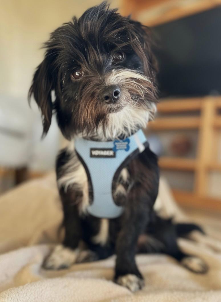 Seamus, a ADOPTABLE mixed breed in Lisbon, IA image 5/6