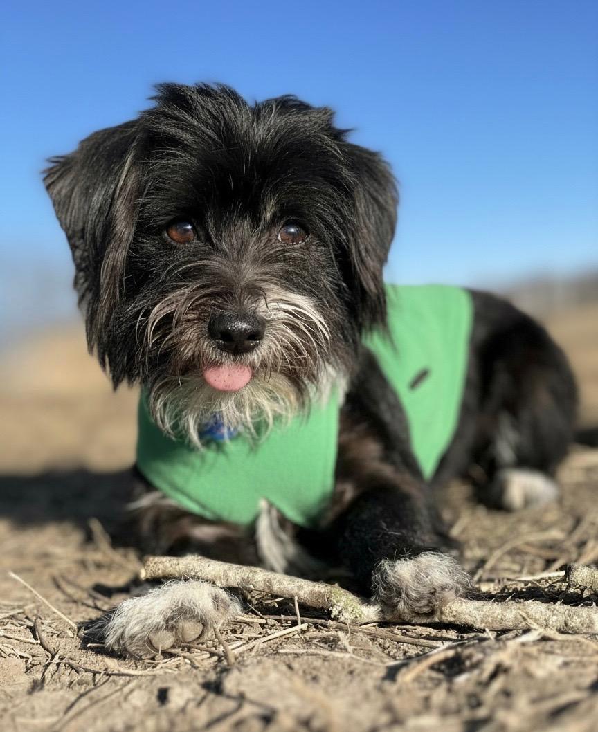 Seamus, a ADOPTABLE mixed breed in Lisbon, IA image 4/6