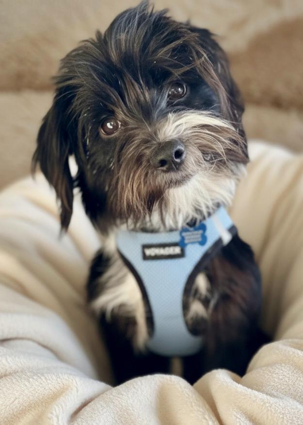 Seamus, a ADOPTABLE mixed breed in Lisbon, IA image 3/6