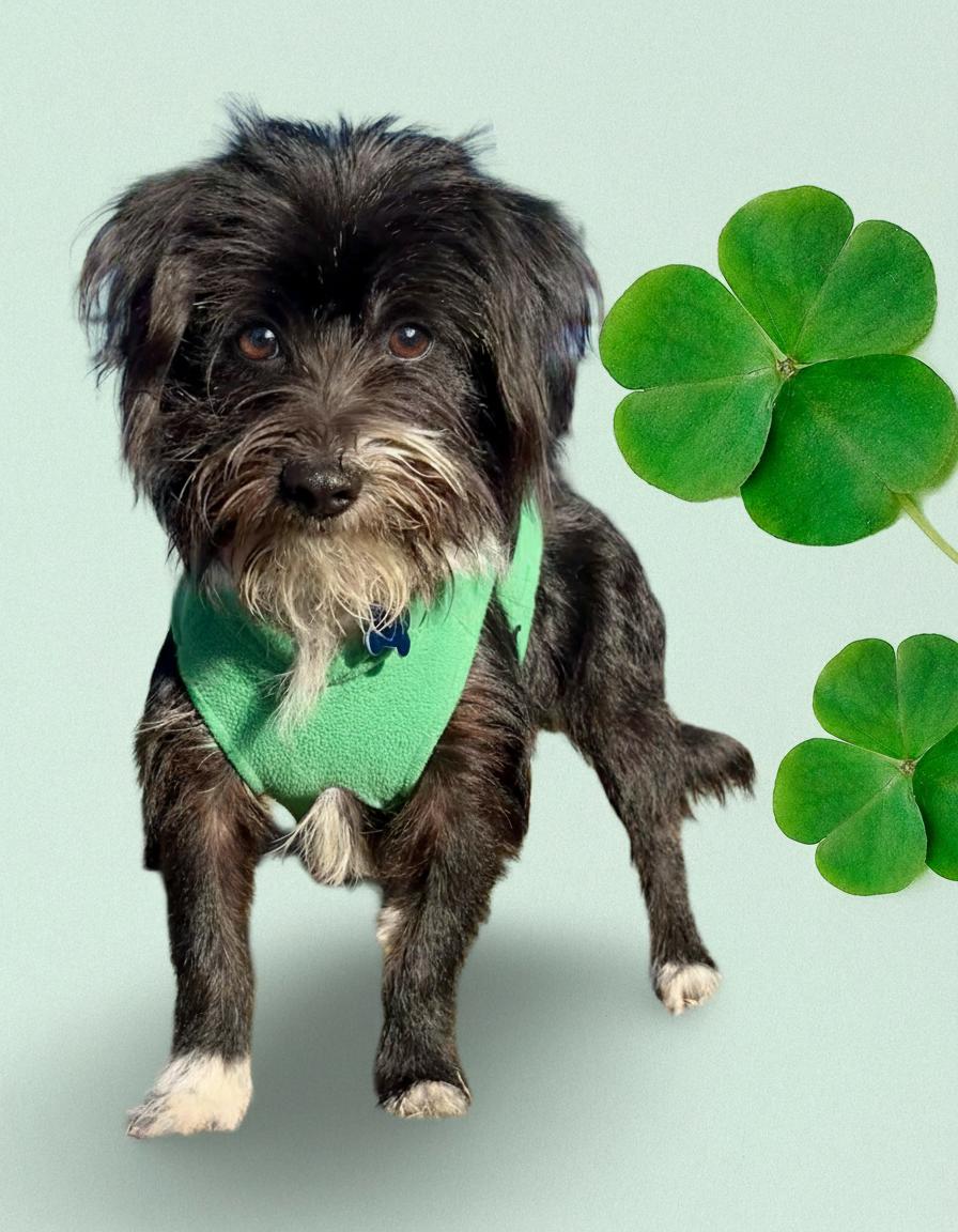 Seamus, a ADOPTABLE mixed breed in Lisbon, IA image 6/6