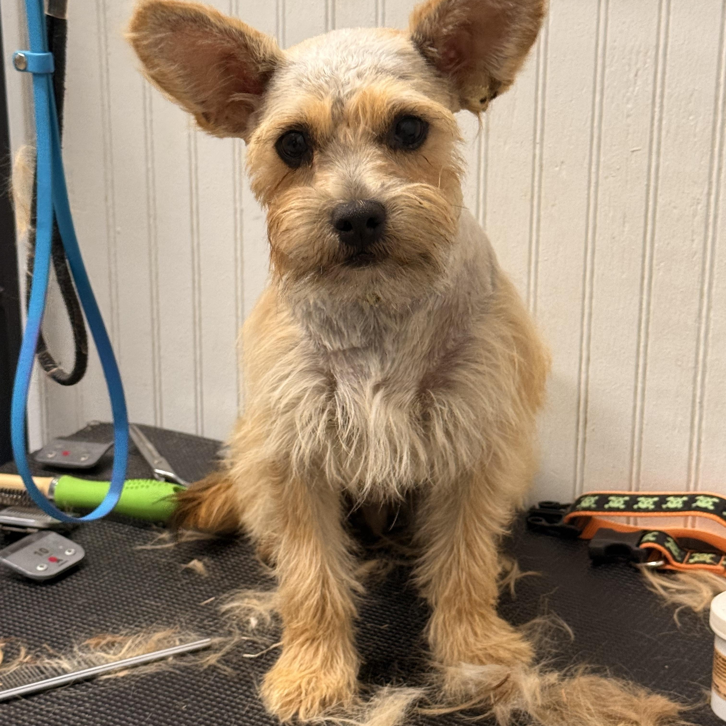 Enlarge Alphie, a ADOPTABLE mixed breed in Texarkana, TX image 6/6