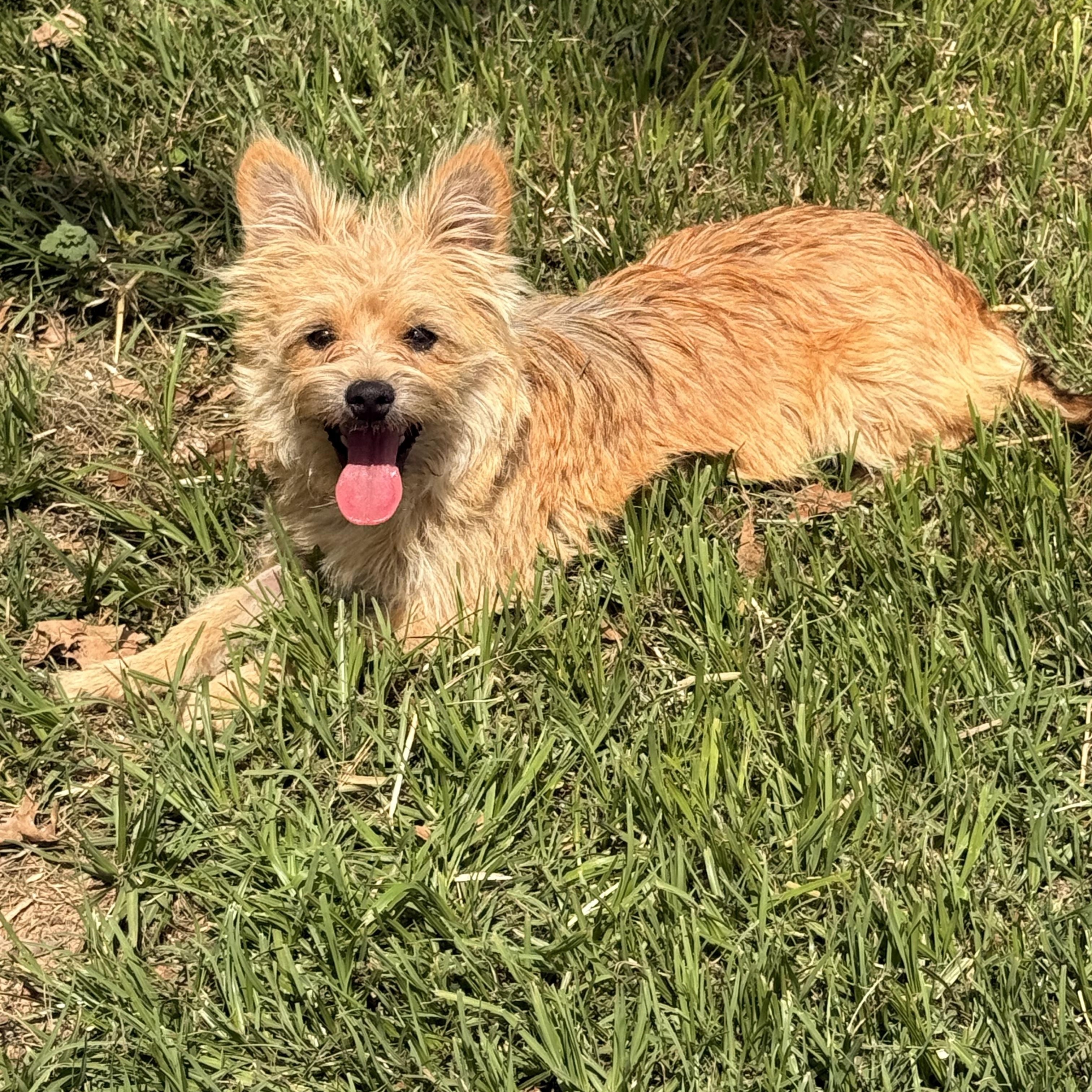 Enlarge Alphie, a ADOPTABLE mixed breed in Texarkana, TX image 3/6