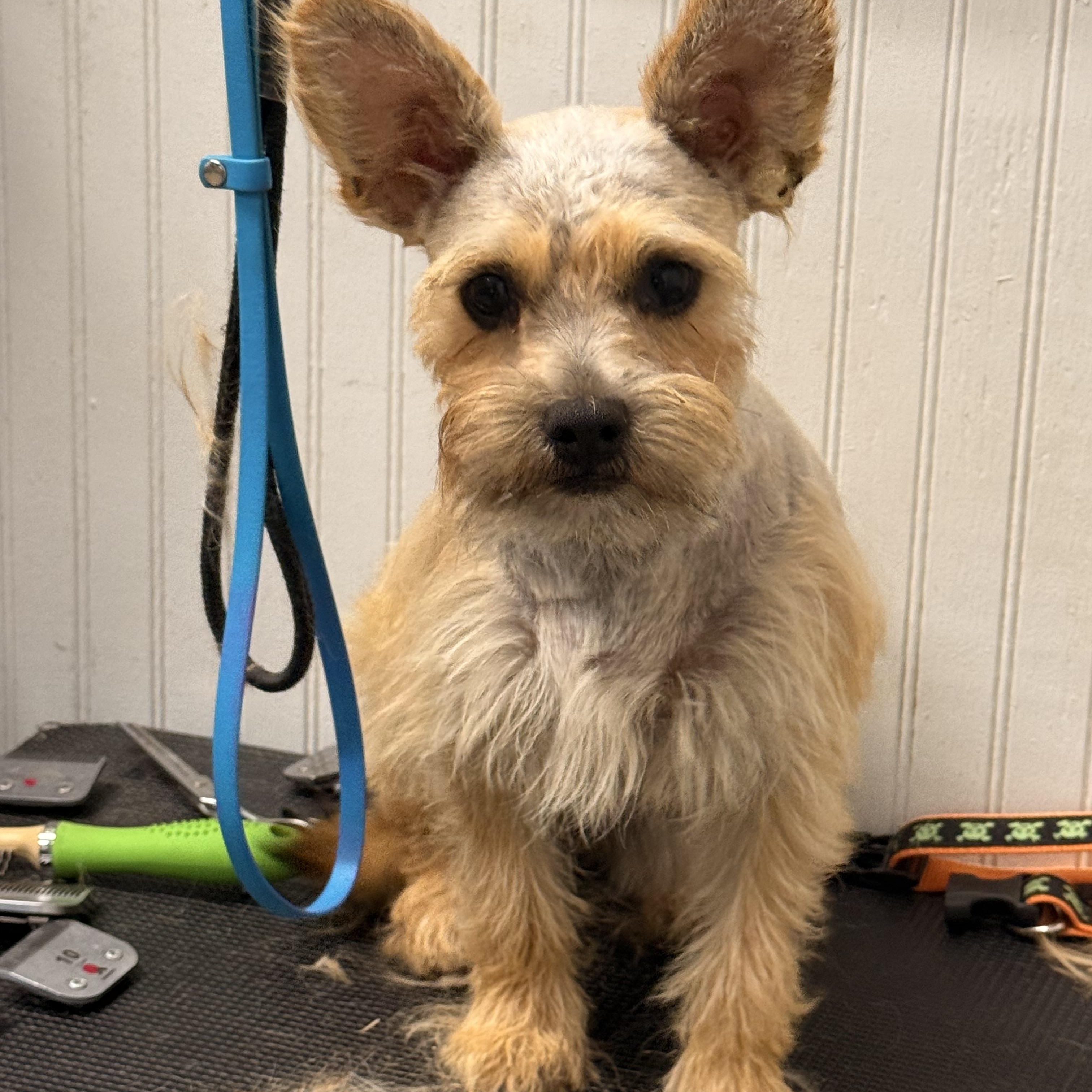 Alphie, ADOPTABLE, Young Male Yorkshire Terrier.