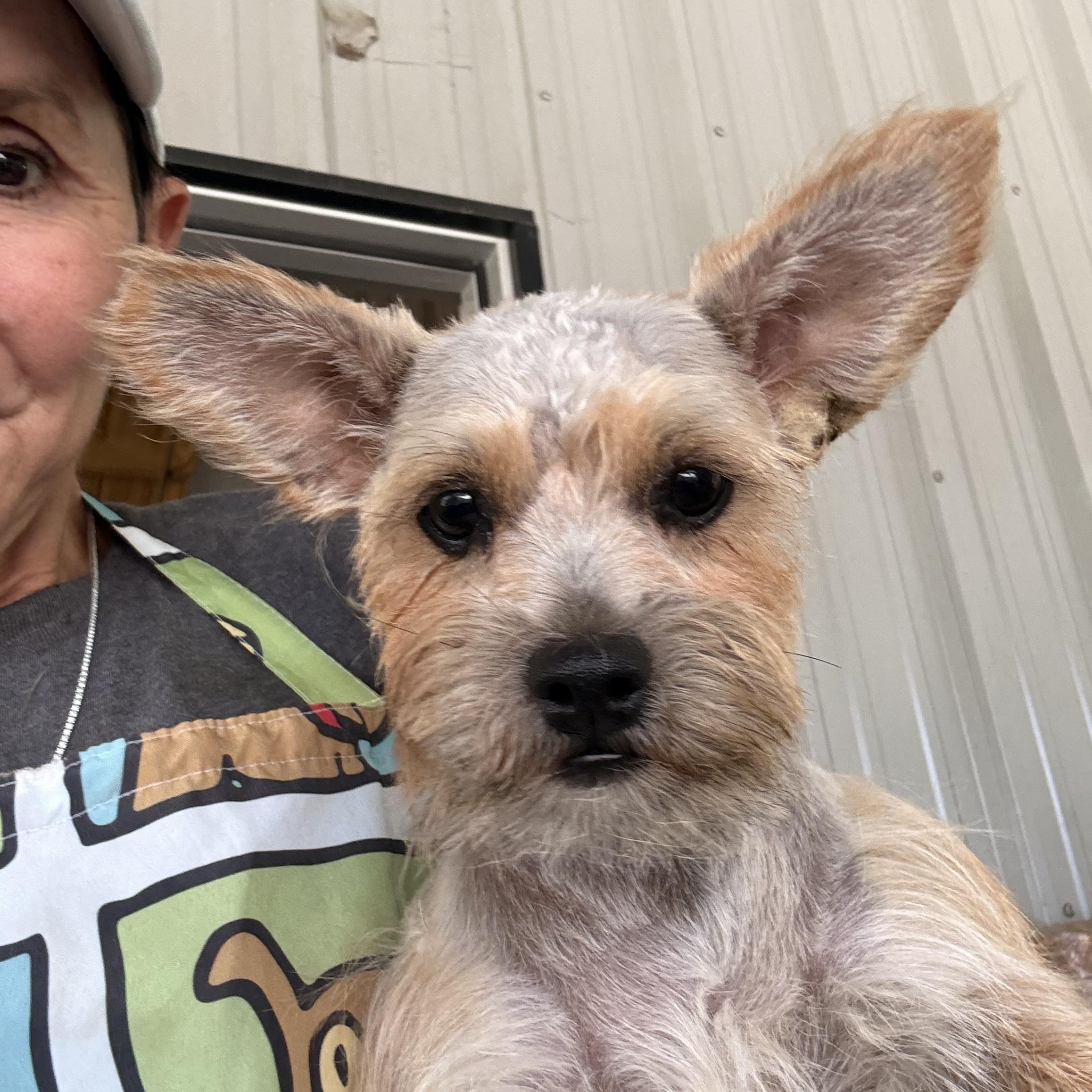 Enlarge Alphie, a ADOPTABLE mixed breed in Texarkana, TX image 5/6