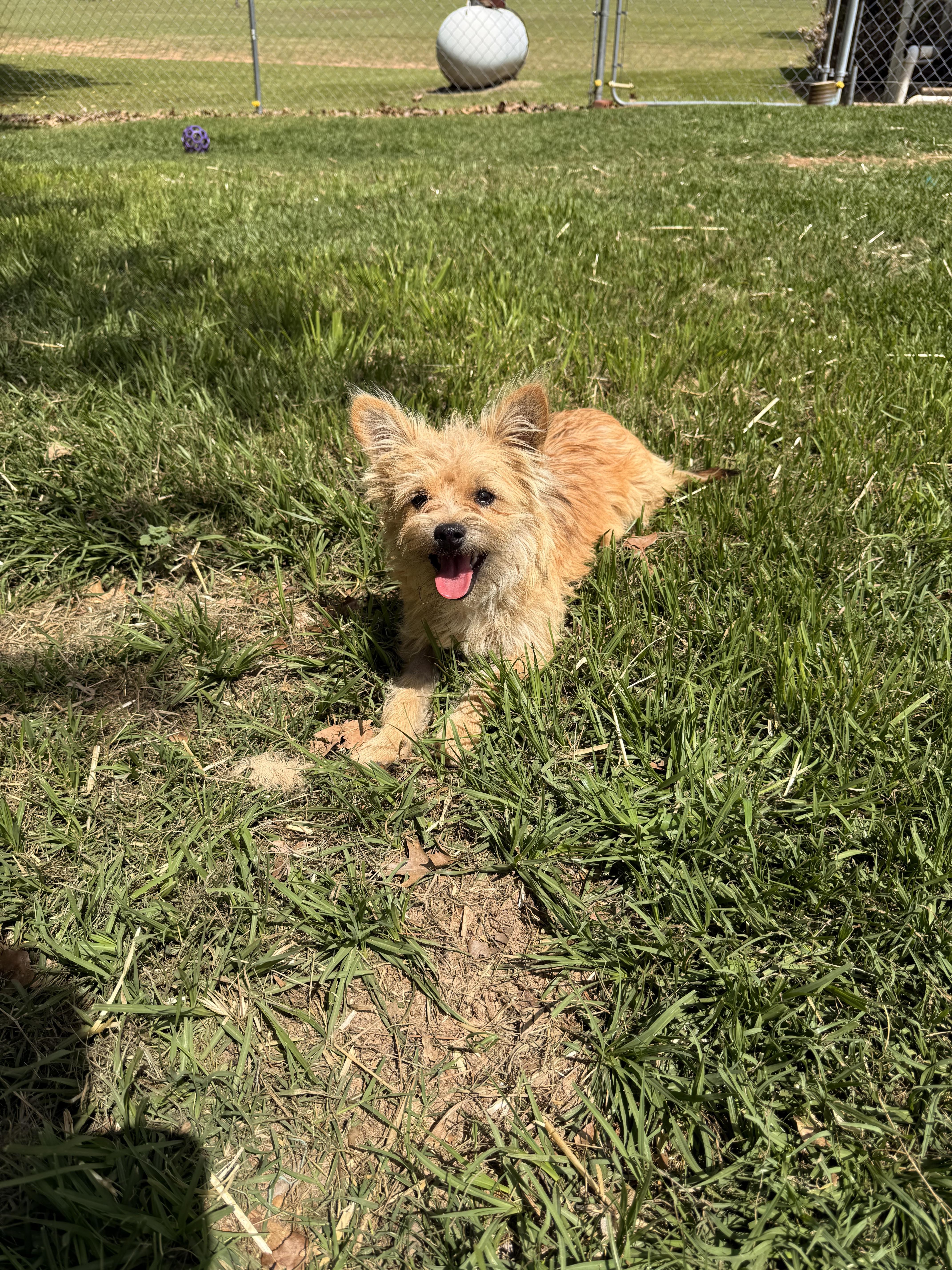 Enlarge Alphie, a ADOPTABLE mixed breed in Texarkana, TX image 6/6