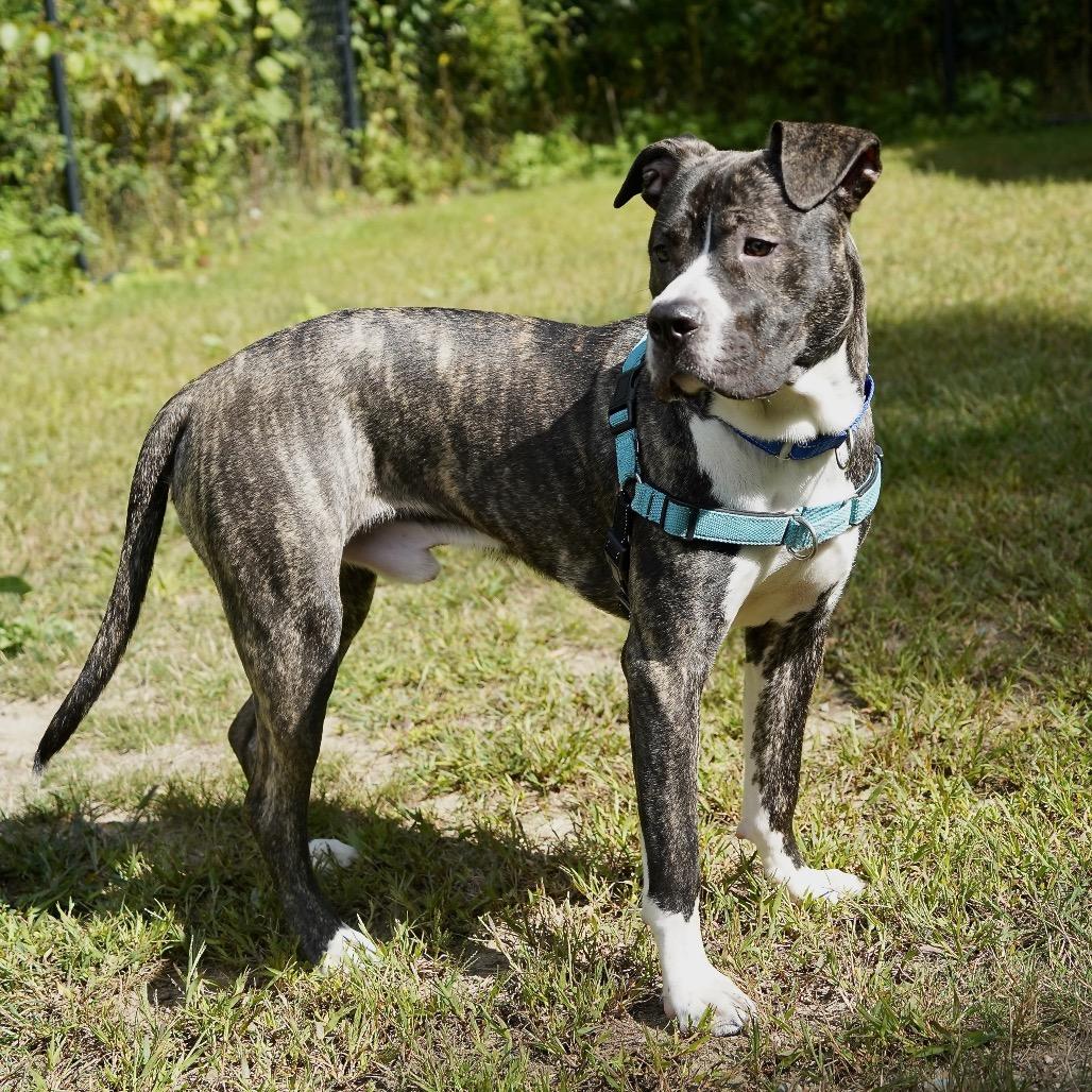 Enlarge Cassius, a Adoptable Mixed Breed in Scituate, MA image 1/3