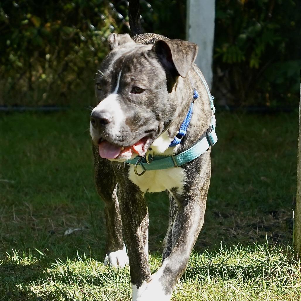 Enlarge Cassius, a Adoptable Mixed Breed in Scituate, MA image 2/3