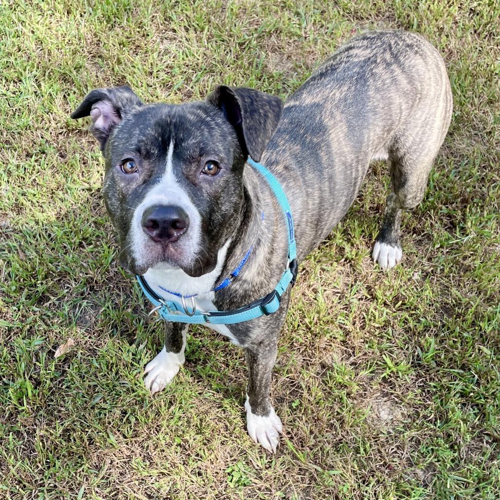 Enlarge Cassius, a Adoptable Mixed Breed in Scituate, MA image 3/3