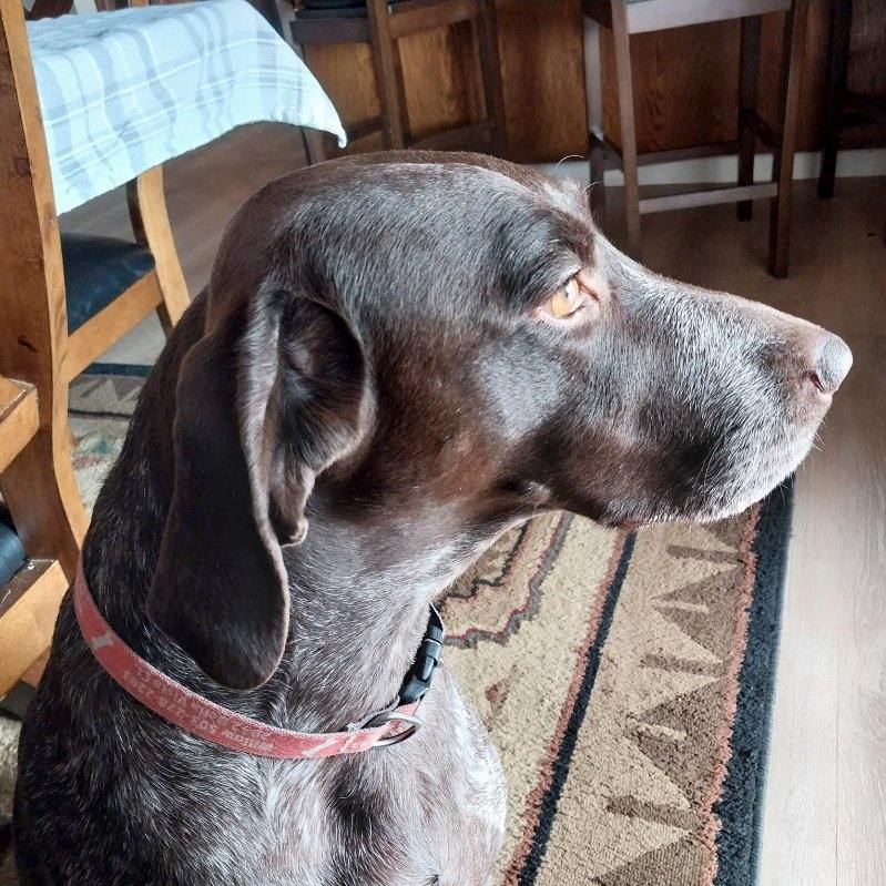 Enlarge Willow, a Adopted German Shorthaired Pointer in Clancy, MT image 1/2