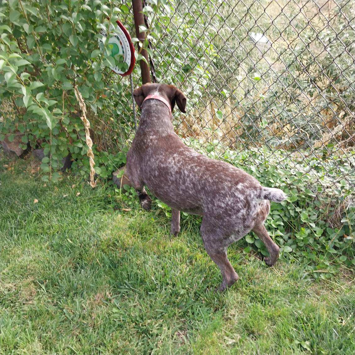 Enlarge Willow, a Adopted German Shorthaired Pointer in Clancy, MT image 2/2